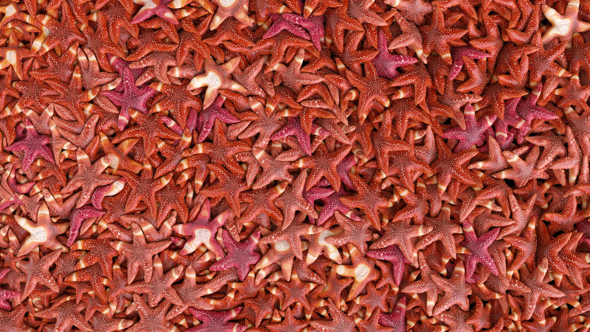 Stylized 3D texture made of starfish shapes in pink and red tones, created for the animated intro and identity design of the brand Starfish and Coffee